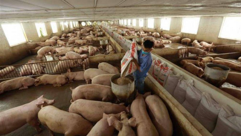 Giá lợn hơi cán mốc 70.000 đồng/kg