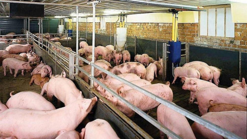 Giá lợn hơi tiếp tục vọt tăng, mức tăng cao nhất lên đến 7.000 đồng/kg, dự báo "nóng"