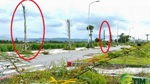 Quảng Ngãi: Công trình đường 76 tỷ bị vạ lây vì hạng mục cây xanh mới trồng đã... chết gần hết