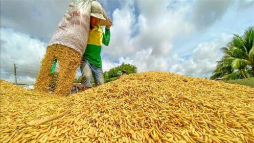 Thị trường nông sản tuần qua: Giá lúa tăng, giảm trái chiều