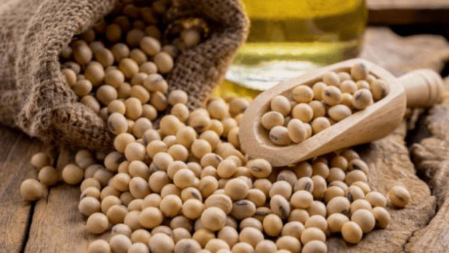 Sản lượng đậu tương ở Brazil kì vọng cao nhất mọi thời đại trong năm 2023