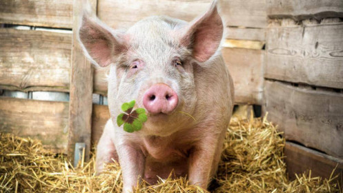 Chăn nuôi lợn vẫn đầy rủi ro