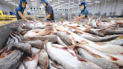 Xuất khẩu cá tra 7 tháng đã vượt cả năm 2021