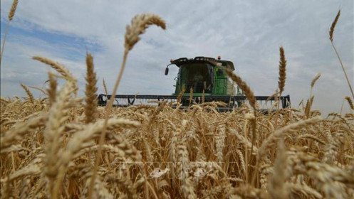 Chuyên gia dự báo Nga vẫn có thể đạt kỷ lục thu hoạch ngũ cốc