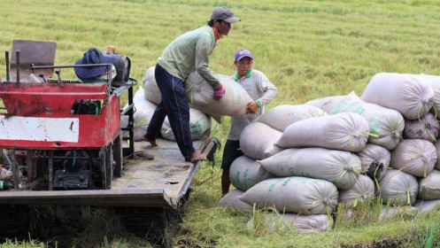 Thị trường nông sản tuần qua: Giá lúa, cà phê biến động nhẹ