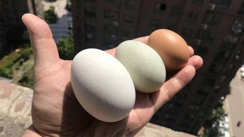 Trứng gà và chứng khoán khác gì nhau?