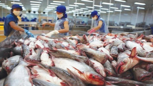 Xuất khẩu cá tra xuống thấp nhất từ đầu năm, Trung Quốc và Mỹ hạ nhiệt