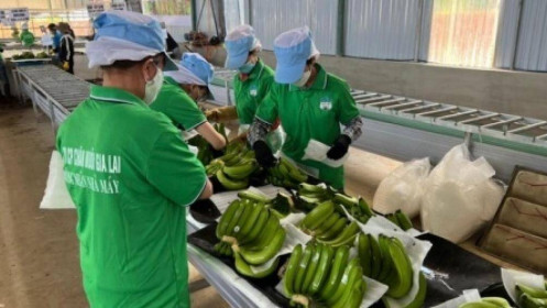 Heo ăn chuối có còn là "bánh vẽ"?
