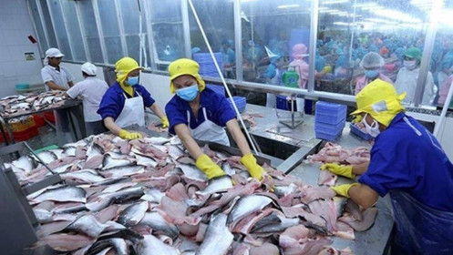 " Cơ hội đầu tư ngày 25/08/2022": VHC - Giá cá tra tăng trưởng lại cùng với tình hình hạn hán ở Trung Quốc
