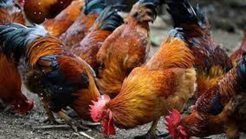 Công ty bầu Đức sắp bán gà thả vườn ăn chuối