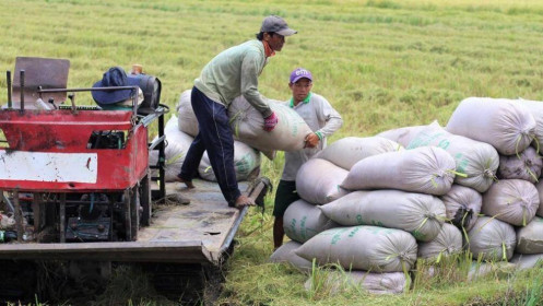 Thị trường nông sản: Giá lúa đi ngang, cà phê giảm