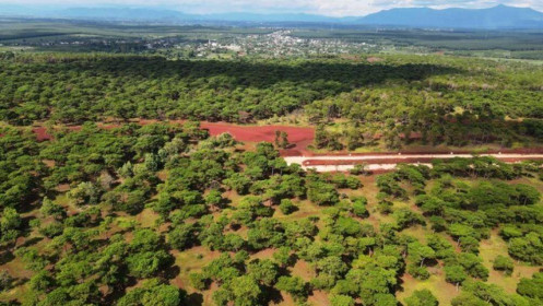 Dự án sân Golf nghìn tỷ: Gia Lai bán hơn 59.000 cây thông cho FLC giá bao nhiêu?