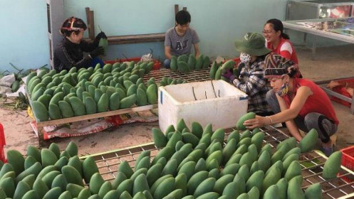 Nông sản Việt ghi dấu ấn thương hiệu trên trường quốc tế