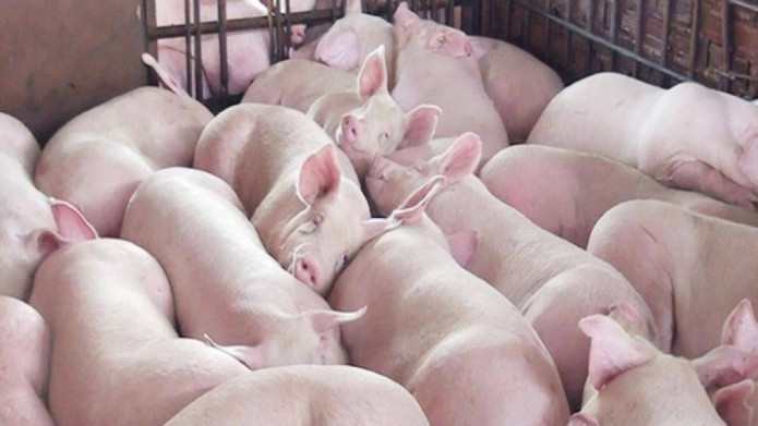 Liệu giá lợn hơi có quay về ổn định quanh mốc 60.000 đồng/kg không?