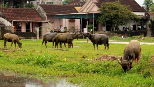 Giá trị đất dùng để "chăn bò"