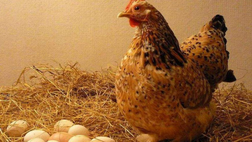 Triết lý "mượn gà đẻ trứng" của người thành công: Vì sao người càng giàu có, thành đạt càng thích “vay mượn” người khác?