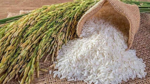 Giá lúa gạo hôm nay 15/9: Thị trường bớt trầm lắng