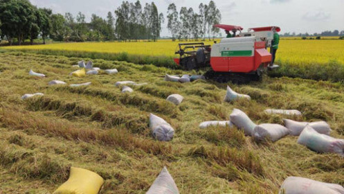 Việt Nam, Thái Lan sẽ hội đàm về việc tăng giá xuất khẩu gạo