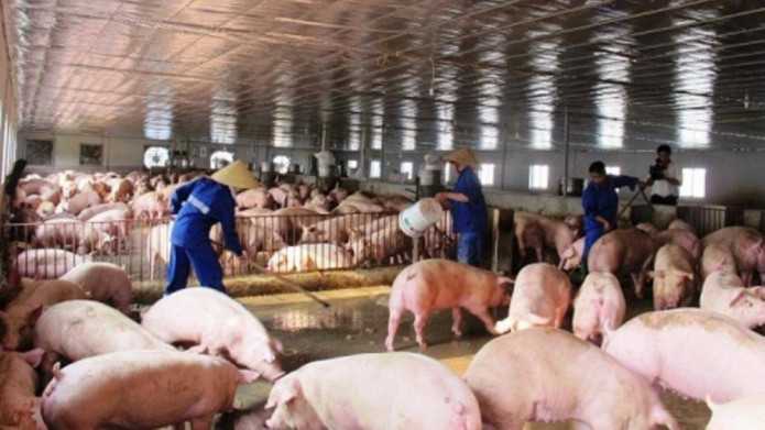 Chăn nuôi lợn - Thị trường trị giá đến 15 tỷ USD