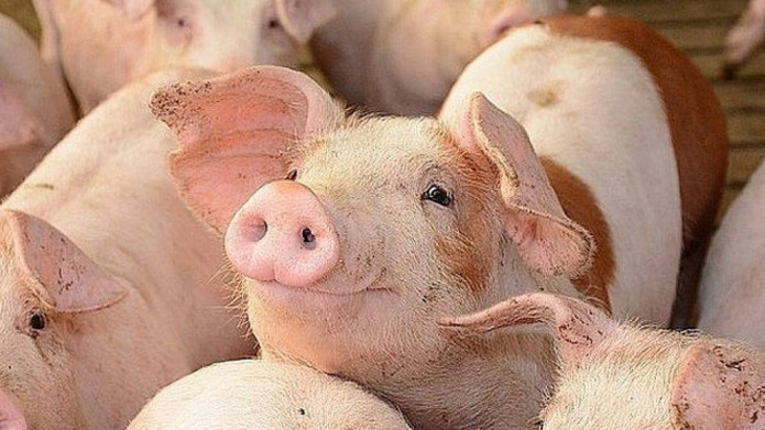 Giá heo hơi hôm nay 21/9: Giảm từ 1.000 đồng/kg đến 6.000 đồng/kg trên toàn quốc