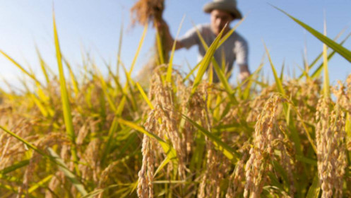 [Phân tích chuyên sâu] Ngành gạo - Kỳ vọng tăng trưởng mạnh nhờ hưởng lợi từ lệnh cầm xuất khẩu gạo của Ấn Độ