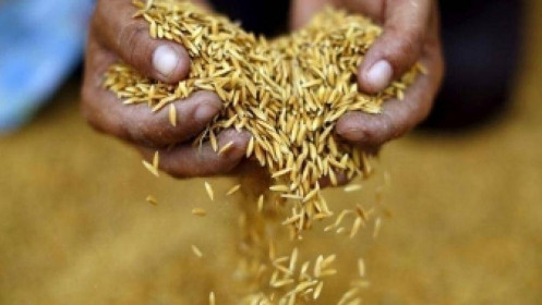 Lệnh cấm xuất khẩu gạo của Ấn Độ tác động thế nào đến các quốc gia châu Á?
