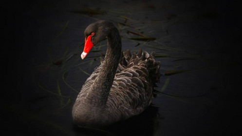 Thiên nga đen (Black Swan) là gì?
