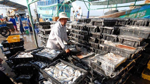 Nếu EC phạt thẻ đỏ, thủy sản Việt Nam sẽ thiệt hại 518 triệu USD