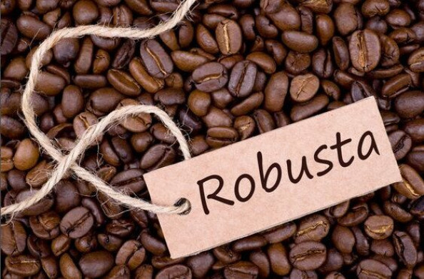 Cà phê Robusta - Cơ hội đầu tư quá hấp dẫn cuối năm 2022