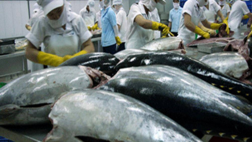 Xuất khẩu cá ngừ đang tăng mạnh