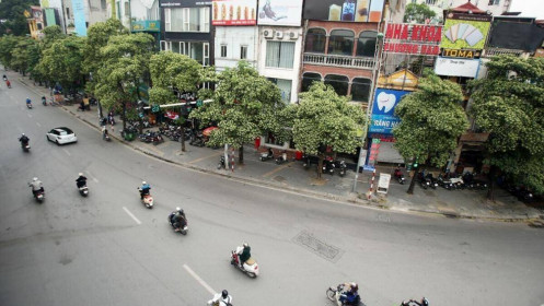 Quận Đống Đa, Hà Nội: Lại đề xuất thay cây trên đường Nguyễn Chí Thanh