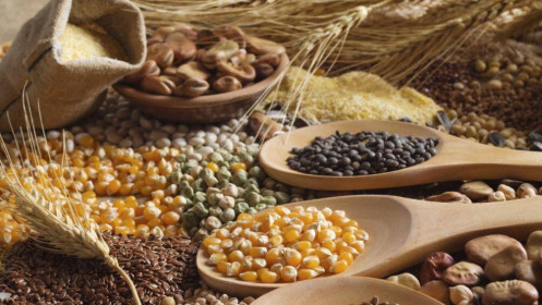 Thoả thuận xuất khẩu ngũ cốc ở Biển Đen chấm dứt đã hỗ trợ giá ngô và lúa mì bật tăng mạnh