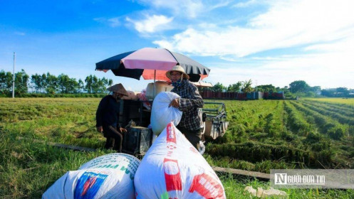 Thị trường nông sản tuần qua: Giá gạo Việt xuất khẩu vẫn ổn định