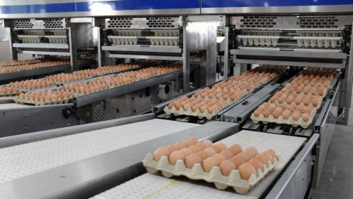 Hòa Phát bán hơn một triệu quả trứng mỗi ngày