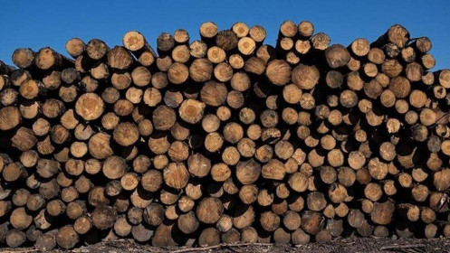 Châu Âu: Nạn trộm cắp gỗ gia tăng do giá năng lượng lên cao