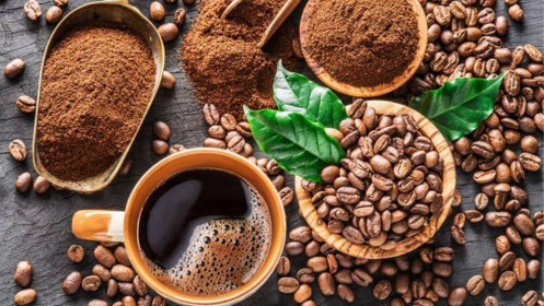 Nguồn cung cà phê ở Tây Nguyên bị đe dọa