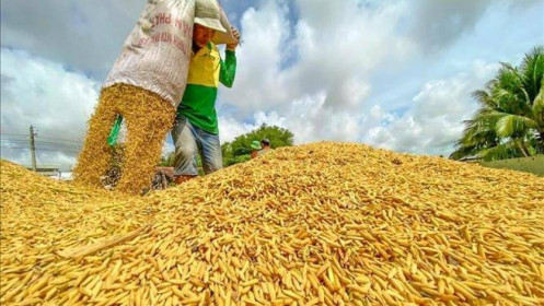 Thị trường nông sản tuần qua: Giá gạo có xu hướng tăng