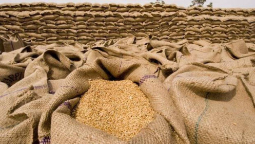 Dự trữ lúa mì tháng 12 của Ấn Độ giảm xuống mức thấp nhất trong 6 năm kể từ 2016 và giá ngô tăng cao