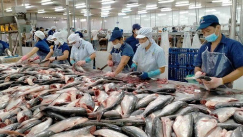 Tiêu thụ cá tra tại nội địa tăng mạnh
