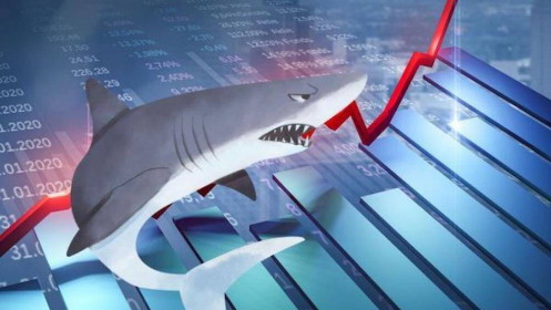 "Cá mập" đẩy mạnh giải ngân khi thị trường tạo đáy