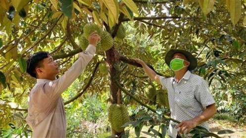 Trung Quốc cấp 5 mã số vùng trồng sầu riêng Bình Phước
