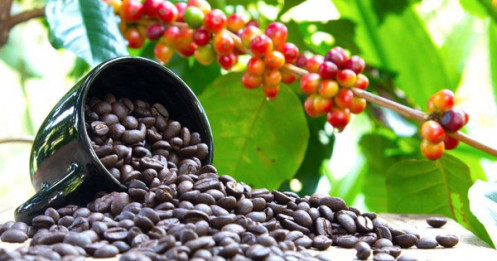 Giá khí tự nhiên lao dốc, cà phê Arabica bật tăng 4%