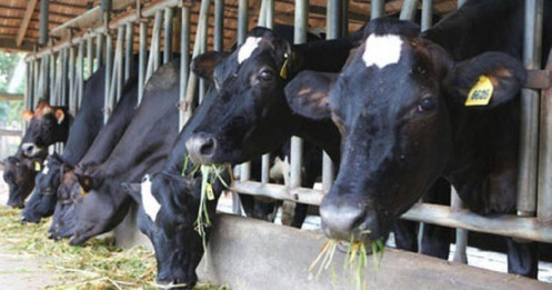 Một công ty sữa nhập 720 con bò tơ về nuôi khi chưa được phép
