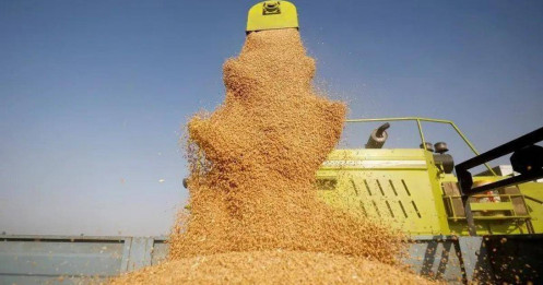 Vụ lúa mì kỷ lục của Ấn Độ trong mùa này sẽ mở đường cho việc nới lỏng các hạn chế xuất khẩu