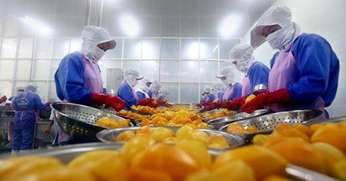 Xuất khẩu rau quả Việt Nam năm 2022 cán đích gần 3,4 tỷ USD