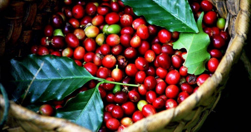 Giá cà phê Arabica ghi nhận tuần tăng mạnh nhất trong 5 tháng