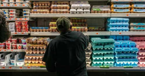 Dịch cúm gia cầm thổi bùng khủng hoảng giá trứng tại Mỹ