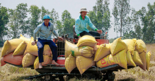Xuất khẩu gạo giảm mạnh tháng đầu năm