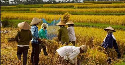 Xuất khẩu vượt xa kỳ vọng, doanh nghiệp niêm yết ngành gạo chưa thể gặt “mùa vàng”