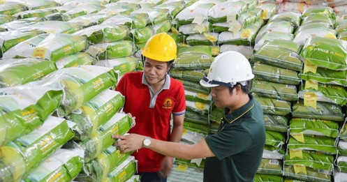 Đài Loan tăng mua gạo Việt